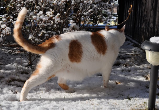 Maron walks after snowng-3