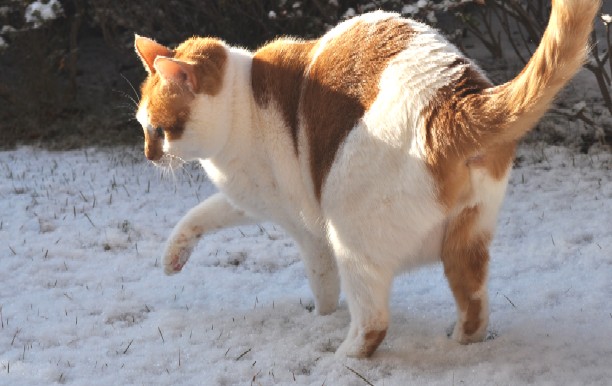 Maron walks after snowing-2