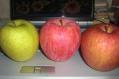りんご三種類