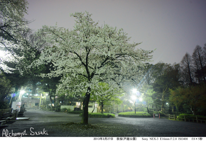 2013年夜桜DSC05034