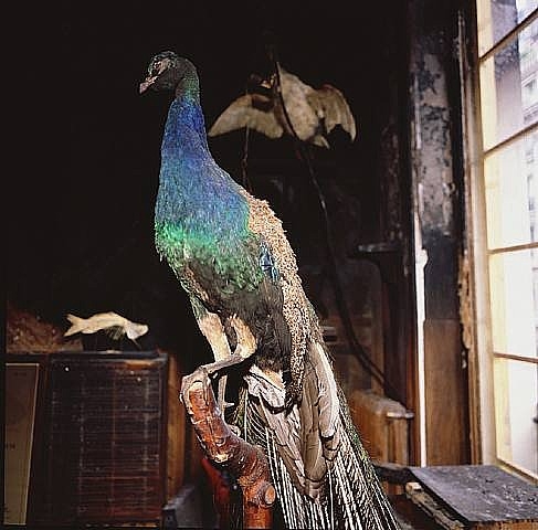 The peacock after the fire, Deyrolle, Paris 2008