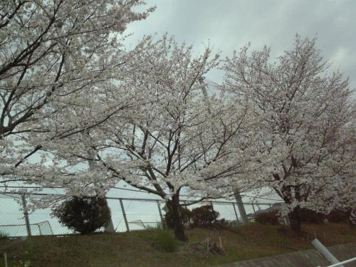 鶴山小学校の桜