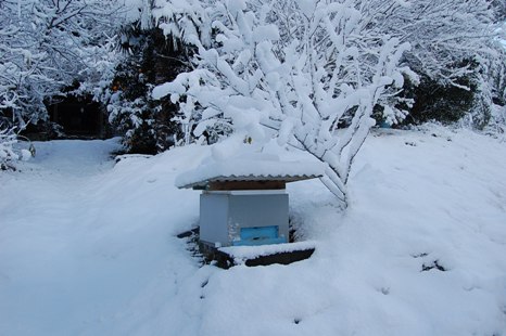 巣箱積雪