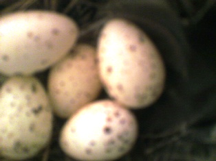 ２０１１　ツバメの卵