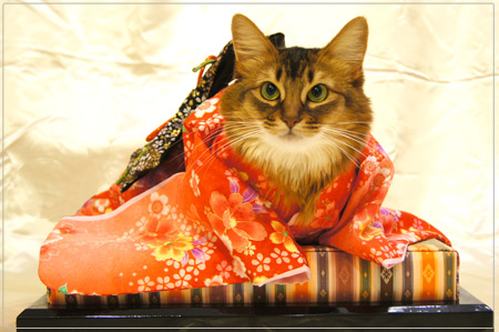 謹賀新年・猫のお着物＠ソマリ