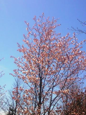 桜と青空。