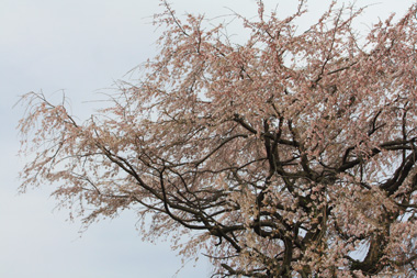 01桜 のコピー