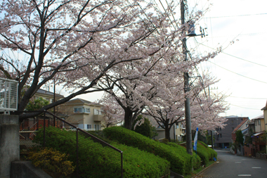 02公園の桜 のコピー
