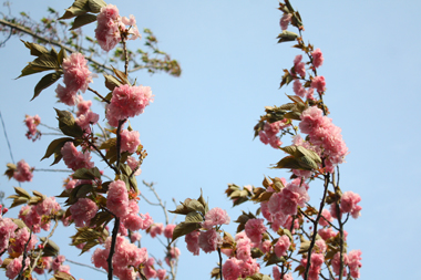 10桜 のコピー