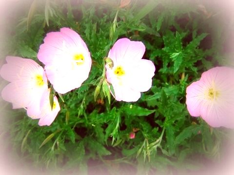 ピンクのお花
