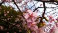 早咲き桜３