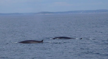 Boothbay Harbor Whale Watching