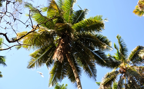 Anse Parc (4) Palm Trees