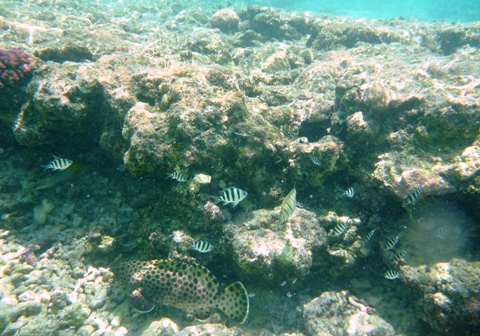 Marina Beach fishes