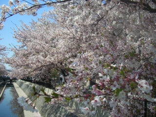 桜６