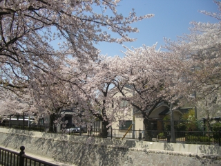 桜７