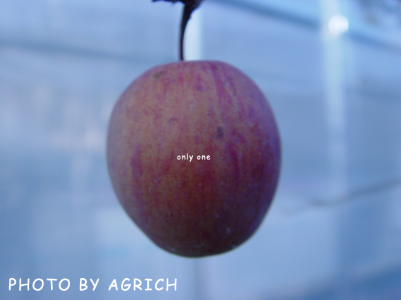 an apple1