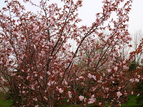 桜(2013.05.19)