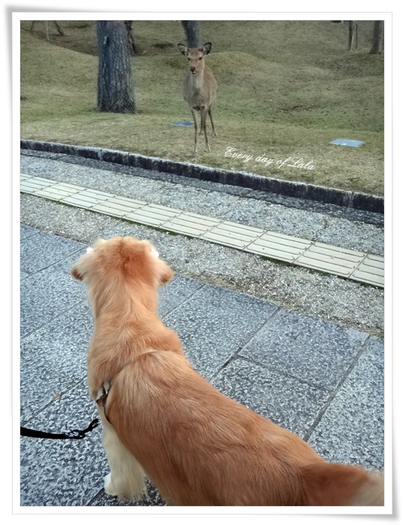 鹿さんと睨めっこ201311