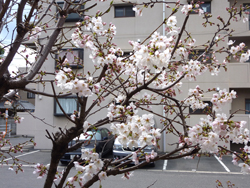 ３月２９日の桜