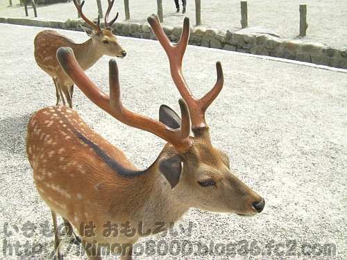 まだ袋角の奈良公園の牡鹿