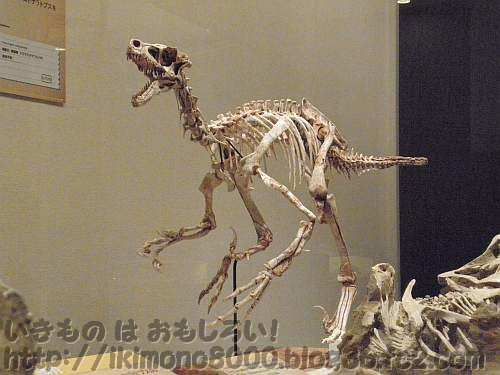 全身復元されたヴェロキラプトル「発掘！　モンゴル恐竜化石展」