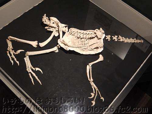 翼竜を食べたまま化石になったヴェロキラプトル「発掘！　モンゴル恐竜化石展」