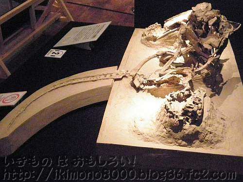 プロトケラトプスと格闘しながら化石になったヴェロキラプトル「発掘！　モンゴル恐竜化石展」