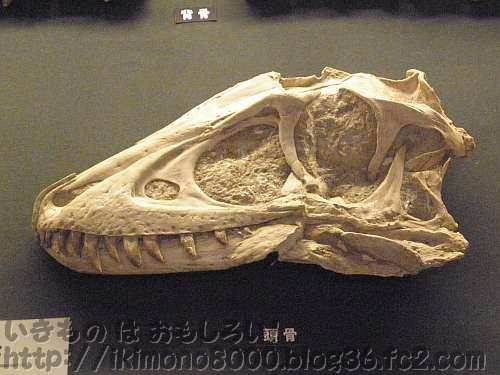 スマートな小タルボの頭「発掘！　モンゴル恐竜化石展」