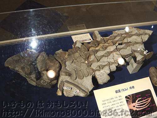 大きい前足のヒレの化石