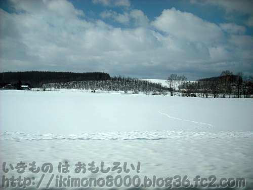 まだ雪深い春の北海道の農地