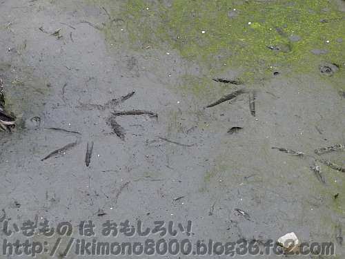 泥の上の鳥類の足跡