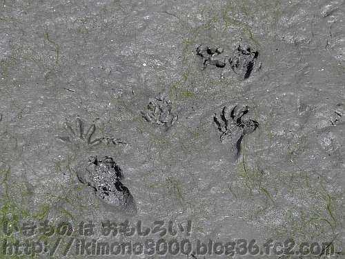 泥の上の哺乳類の足跡