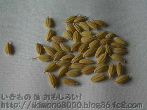 去年のプランター稲の種籾