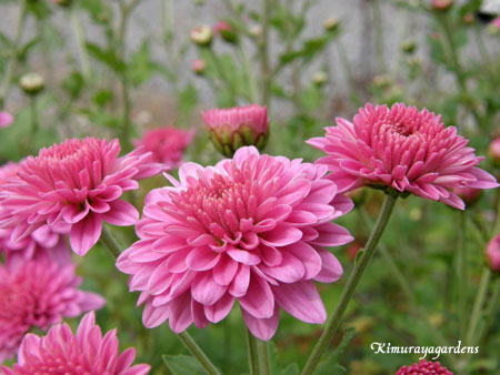 ピンクのマム キムラヤガーデンズ 花からのメッセージ