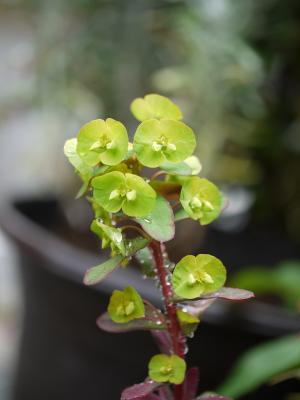 Euphorbia  Purpurea