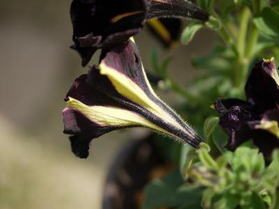 Petunia  Black Velvet