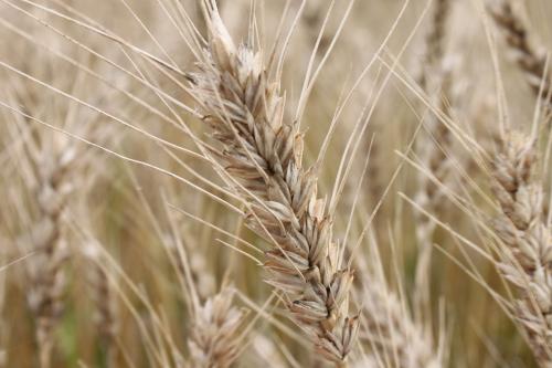 小麦収穫⑥