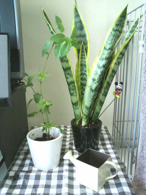 観葉植物