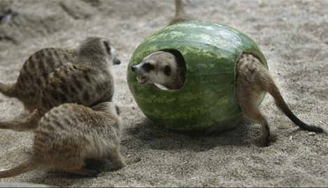 meerkat-watermelon[1]