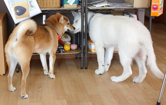 柴犬マリンちゃんとホワイトスイスシェパードルーアのおもちゃ探索