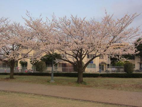 桜m23