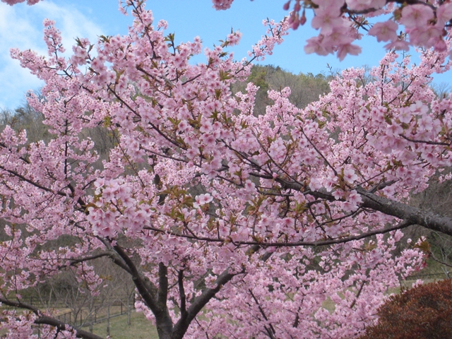 如意輪寺公園の河津桜