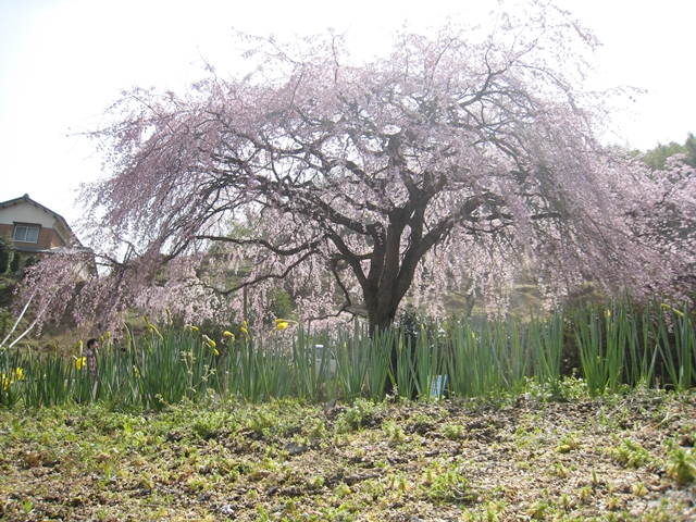 堀池のしだれ桜