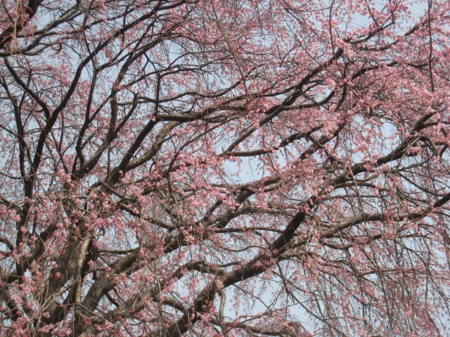 香川県園芸総合センターのしだれ桜