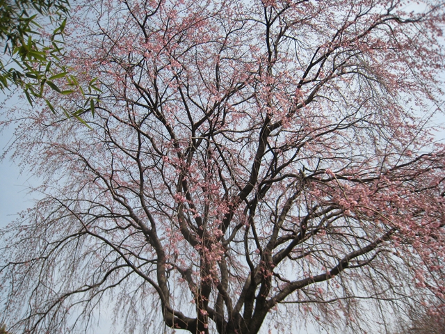 香川県園芸総合センターのしだれ桜