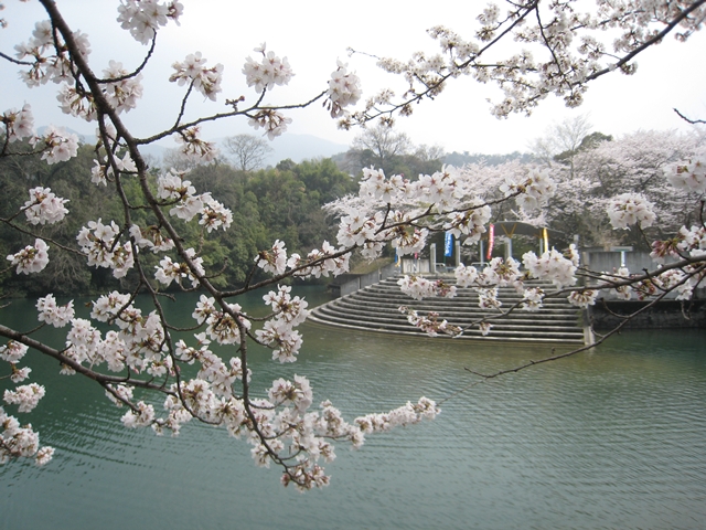 たからだの里戸川ダム公園・環の湯の桜