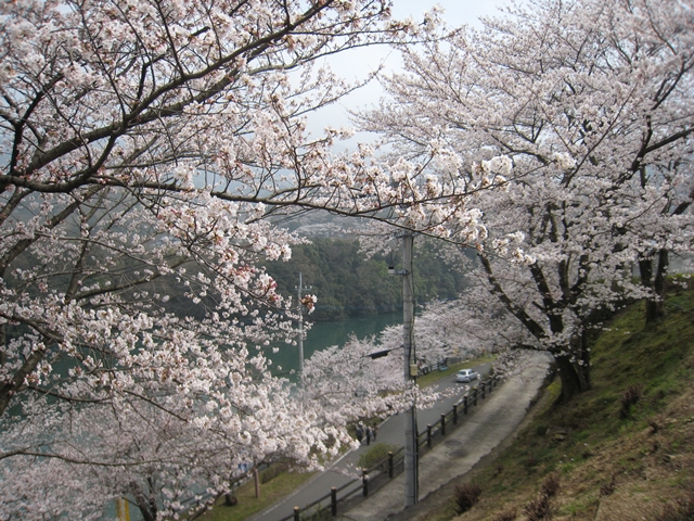 たからだの里戸川ダム公園・環の湯の桜