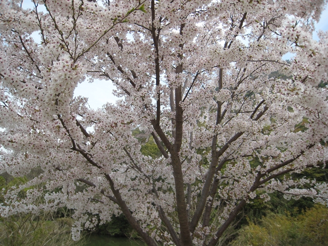 善通寺五岳の里市民集いの丘公園の桜