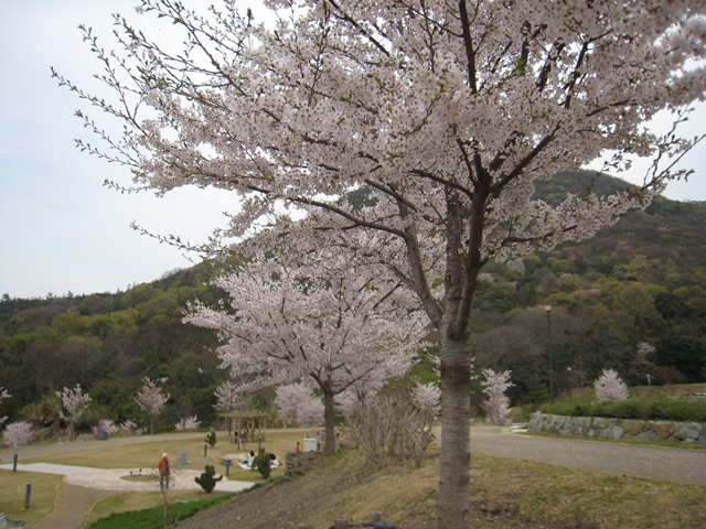 善通寺五岳の里市民集いの丘公園の桜